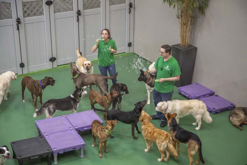 Final Green Leaf Pet Resorts_021