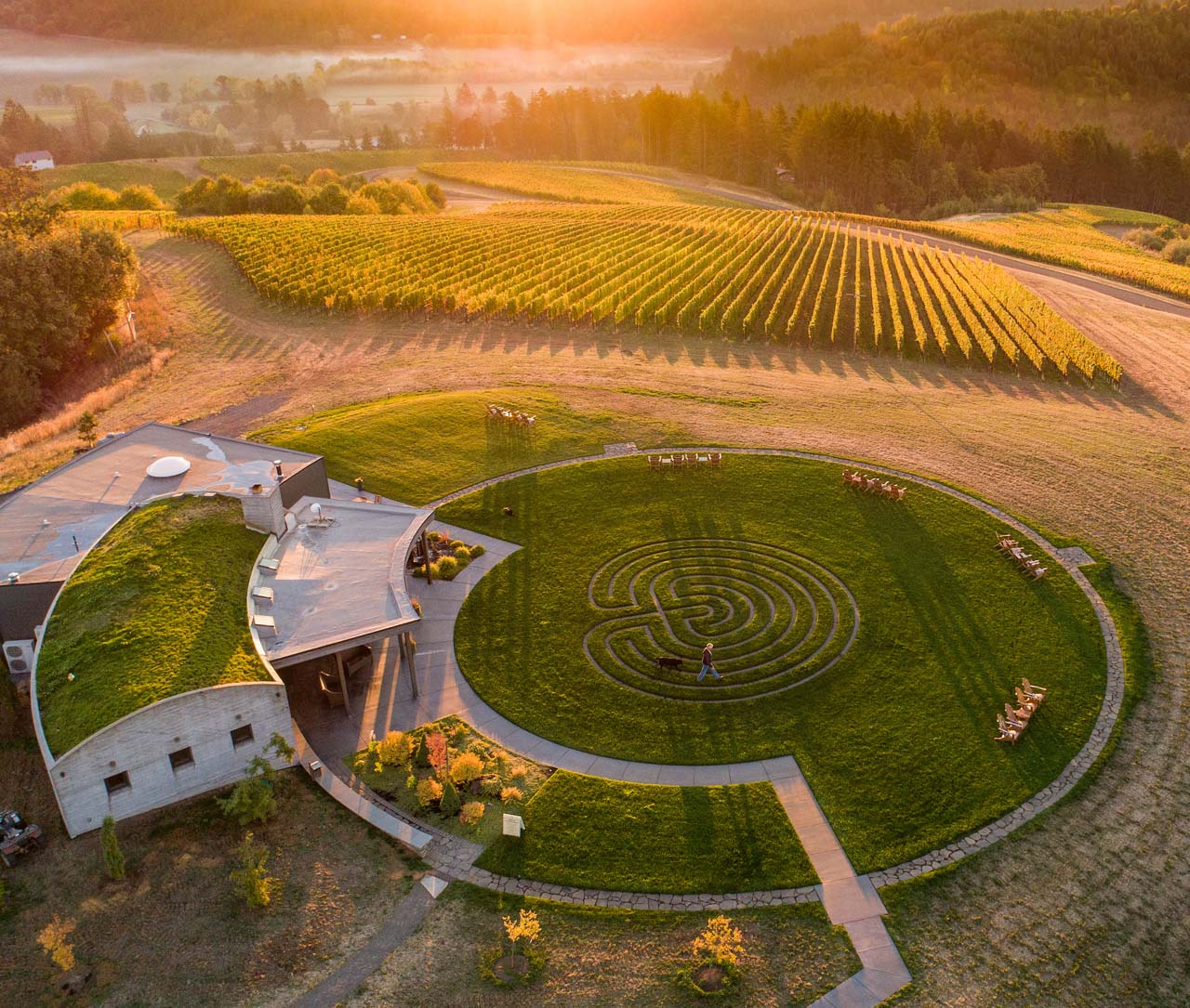 GENERAL IMAGE-Fairsing Vineyard drone_20180928_045